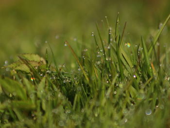 Close-up of wet plants during rainy season