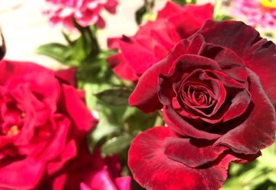 Close-up of red rose blooming outdoors