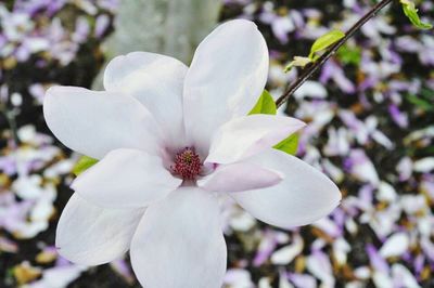 Close-up of white flower