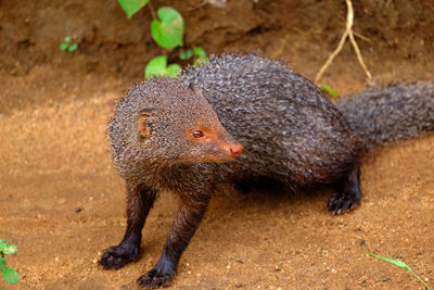 Mongoose on the side of a track in ellakanda national park, southern sri lanka.