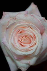 Close-up of flower