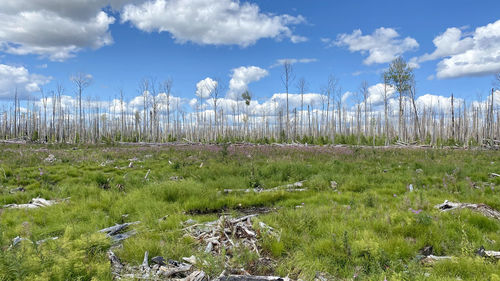 Plants growing on land against sky