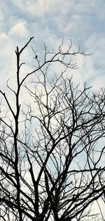 Low angle view of bare tree against sky