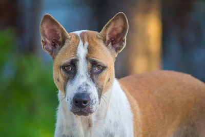 Close-up portrait of dog looking at camera