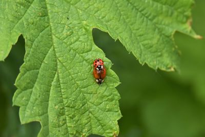 Close-up of ladybugs on leaf