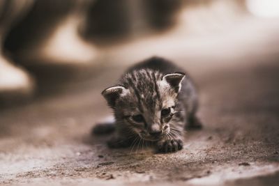 Close-up portrait of cat