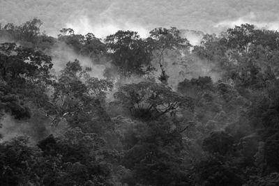 Trees in forest against sky