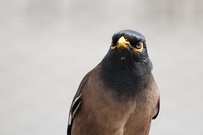 Close-up of falcon perching outdoors