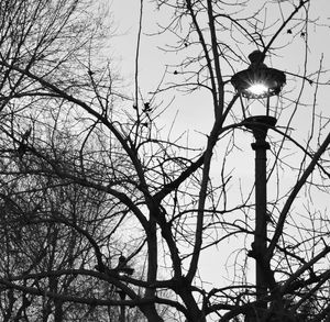 Low angle view of bare tree against sky