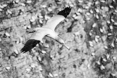 Large white and black gannet sea-bird gliding on thermals and updraft on cliffs with nests below