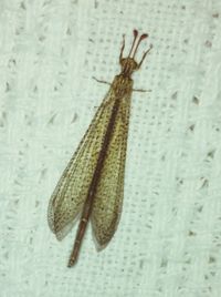 Close-up of insect