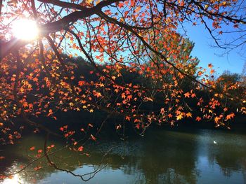 Trees by lake against sky during autumn