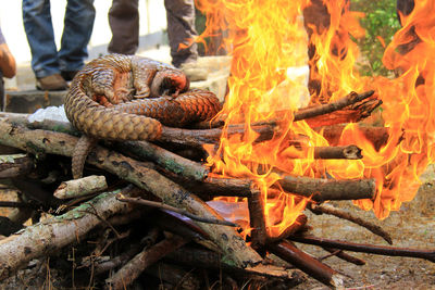 101 smuggled pangolins were secured at the riau natural resources conservation agency.