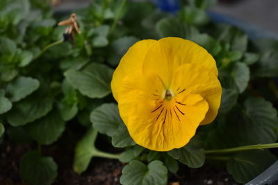 Close-up of yellow flower