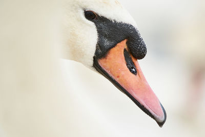 Close-up of swan in water