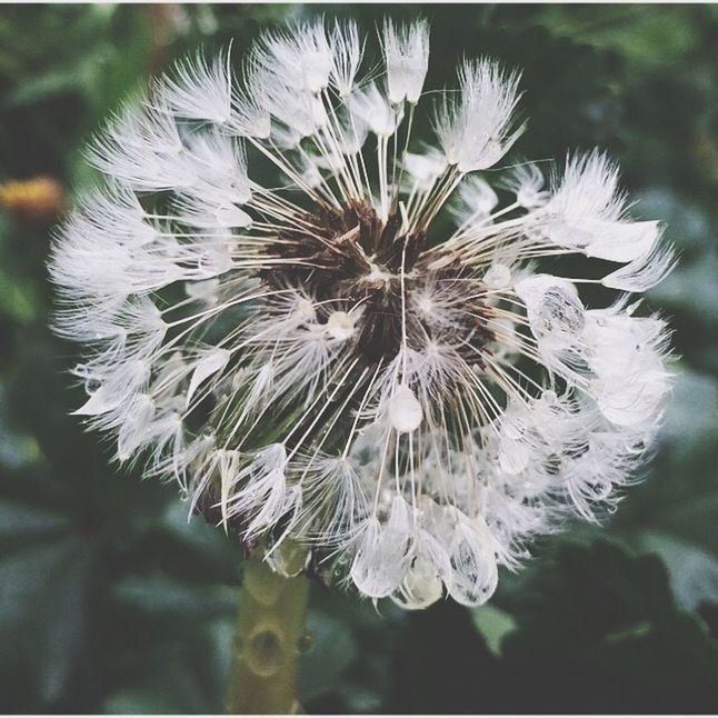 flower, growth, fragility, freshness, close-up, focus on foreground, dandelion, flower head, beauty in nature, nature, plant, white color, single flower, blooming, stem, softness, selective focus, petal, day, outdoors