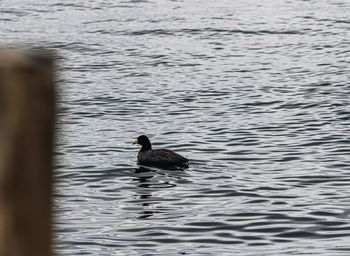 Duck swimming in lake