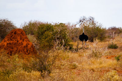 Ostrich by plants on field at tsavo east national park