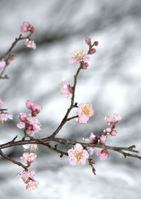 Low angle view of cherry blossom tree