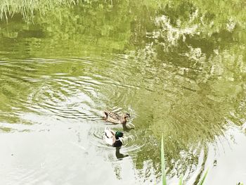 High angle view of ducks swimming on lake