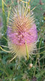 Close-up of purple flowers