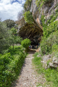 Road amidst trees and plants