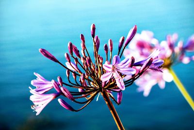 Close-up of pink flowering plant against blue water