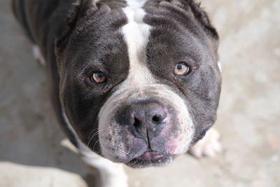 Close-up portrait of dog