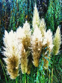 Close-up of plants growing on field