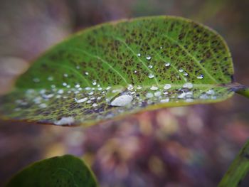 Close-up of water drops on leaves