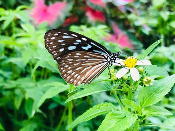 Close-up of butterfly pollinating on flower