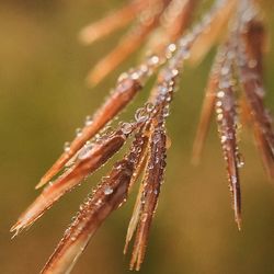 Close-up of frozen flower