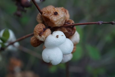 Close-up of fruit growing on tree