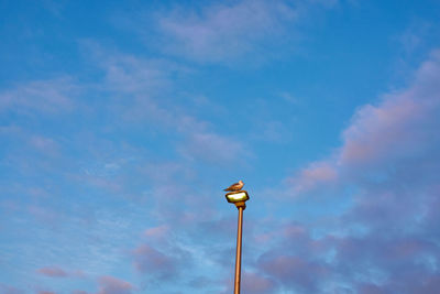 Low angle view of street light against sky