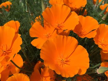 Close-up of orange flowers in field