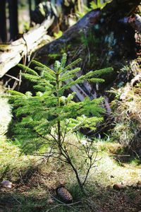 Close-up of plants