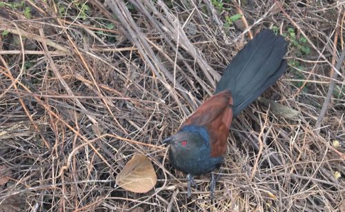 High angle view of bird in nest