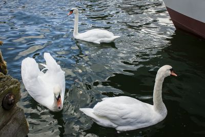 Swan swimming in water