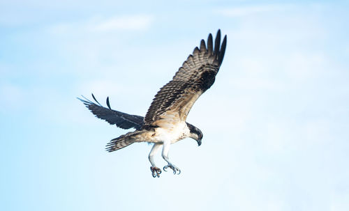 Low angle view of osprey flying