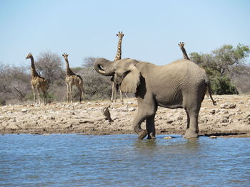 View of elephant in water against clear sky