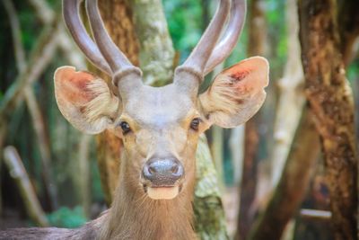 Close-up portrait of deer