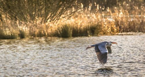 Gray heron flying above lake