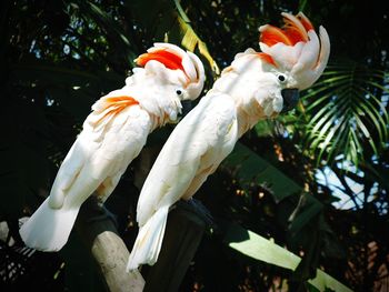 Moluccan cockatoos perching on wood against tree