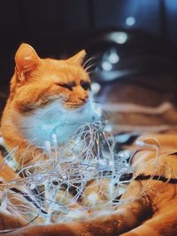 Close-up of cat looking away at home