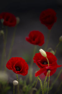 Close-up of red poppy flowers on field