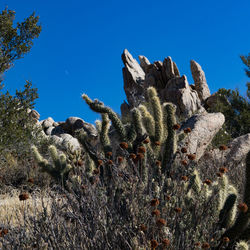 Cactus plants growing on rock against clear blue sky