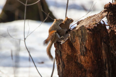 Close-up of squirrel on tree