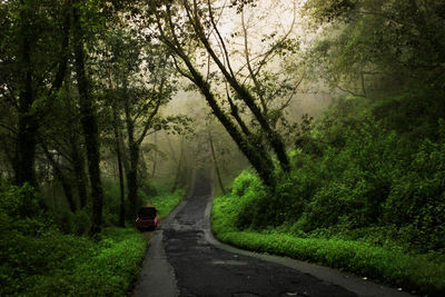 Road passing through forest