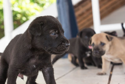 Close-up of black puppy