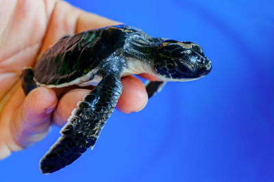 Cropped hand holding young turtle